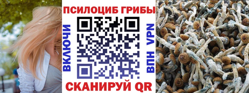 МЕГА   Гурьевск  Галлюциногенные грибы Cubensis 